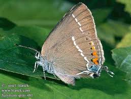 Attēlu rezultāti vaicājumam “Satyrium ilicis underside”