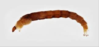 Attēlu rezultāti vaicājumam “Chironomidae”