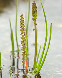 Attēlu rezultāti vaicājumam “Triglochin palustre”