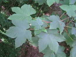 Attēlu rezultāti vaicājumam “Acer pseudoplatanus fo. purpurascens”