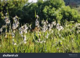 Attēlu rezultāti vaicājumam “Eriophorum latifolium flower”