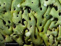 Attēlu rezultāti vaicājumam “Menegazzia terebrata”