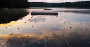 Image result for Cornish Swim Academy