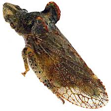 Attēlu rezultāti vaicājumam “Cicadellidae”