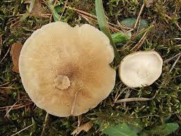 Attēlu rezultāti vaicājumam “Polyporus ciliatus”