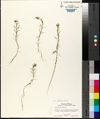 Attēlu rezultāti vaicājumam “Callitriche verna leaf”