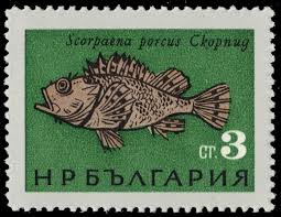 Image result for Scorpaena porcus