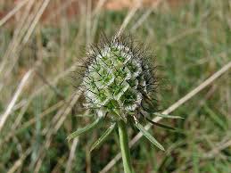 Image result for Scabiosa columbaria
