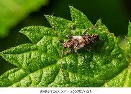 Attēlu rezultāti vaicājumam “Pogonocherus hispidulus”