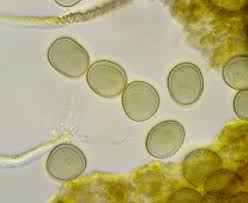 Attēlu rezultāti vaicājumam “Trichia flavicoma”