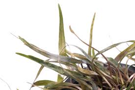 Attēlu rezultāti vaicājumam “Cribraria ferruginea”