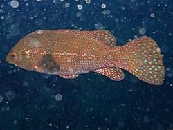 Image result for Labrus bergylta