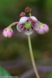 Attēlu rezultāti vaicājumam “Chimaphila umbellata”