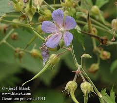 Image result for Geranium `Purple Haze`