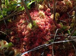 Attēlu rezultāti vaicājumam “Sphagnum molle”