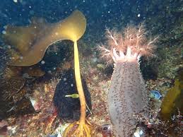 Image result for Cucumaria frondosa