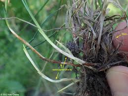 Attēlu rezultāti vaicājumam “Festuca rubra subsp. rubra fruit”