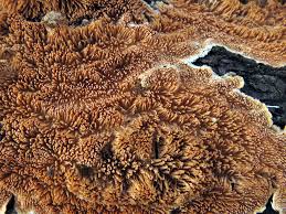 Attēlu rezultāti vaicājumam “Steccherinum bourdotii”