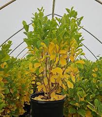 Attēlu rezultāti vaicājumam “Hamamelis vernalis”