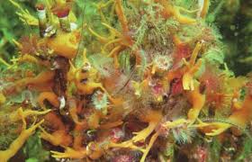 Attēlu rezultāti vaicājumam “Serpoleskea subtilis”