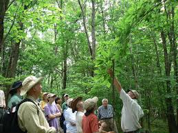 Image result for Leaves Green Bowmen