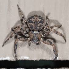 Attēlu rezultāti vaicājumam “Thomisidae”