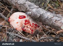 Attēlu rezultāti vaicājumam “Hydnellum ferrugineum”