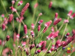 Attēlu rezultāti vaicājumam “Sanguisorba officinalis”