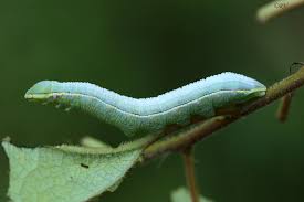Attēlu rezultāti vaicājumam “Pterostoma palpina”