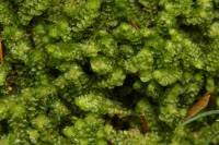 Attēlu rezultāti vaicājumam “Trilophozia quinquedentata”