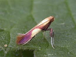 Attēlu rezultāti vaicājumam “Caloptilia alchimiella”