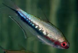 Attēlu rezultāti vaicājumam “Bilimbia tetramera”