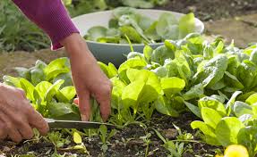 Image result for Spinat