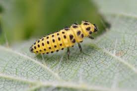 Attēlu rezultāti vaicājumam “Psyllobora vigintiduopunctata larva”