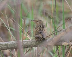 Image result for Locustella lanceolata