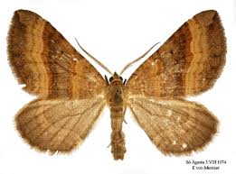 Attēlu rezultāti vaicājumam “Scotopteryx chenopodiata”