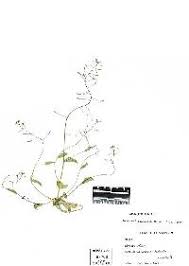 Attēlu rezultāti vaicājumam “Draba nemorosa fruit”