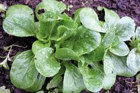 Image result for Feldsalat