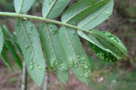 Attēlu rezultāti vaicājumam “Eriophyes padi”