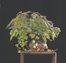 Image result for parthenocissus bonsai