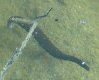 Attēlu rezultāti vaicājumam “Haemopis sanguisuga”