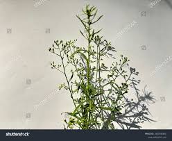 Attēlu rezultāti vaicājumam “Erigeron canadensis”