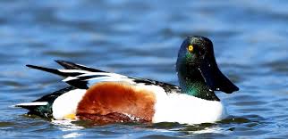 Attēlu rezultāti vaicājumam “Anas clypeata”