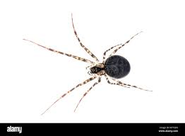 Attēlu rezultāti vaicājumam “Metellina merianae”