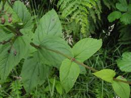 Attēlu rezultāti vaicājumam “Scrophularia nodosa leaf”