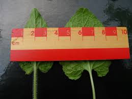 Attēlu rezultāti vaicājumam “Viola hirta leaf”