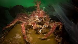 Image result for Hyas coarctatus