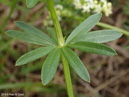 Attēlu rezultāti vaicājumam “Galium schultesii flower”