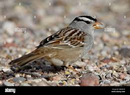 Image result for Zonotrichia leucophrys