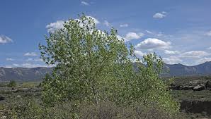 Attēlu rezultāti vaicājumam “Populus”